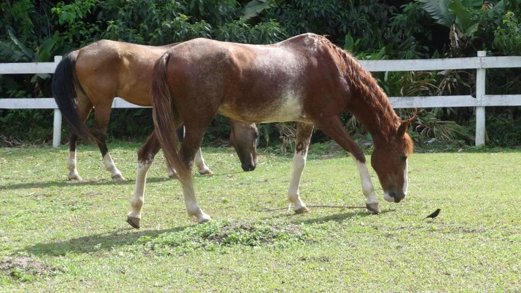 Fazenda Carpas Douradas Villa Sao Roque  Ngoại thất bức ảnh